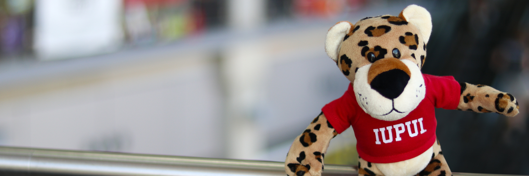 Paws sitting in the Campus Center.